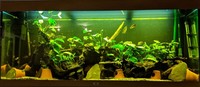 Breaking down my Tank