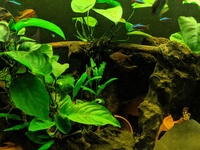Breaking down my Tank