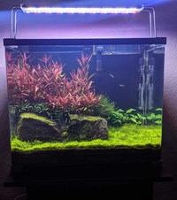 Fish Tank For Sale