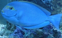 Marine fish sale... sold....