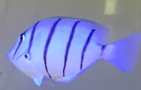 Marine fish sale... sold....
