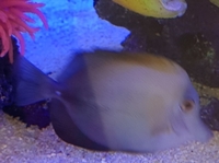 Marine fish sale... sold....