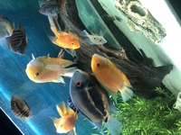 Breading pair of 5/6inch yellow severums - £60