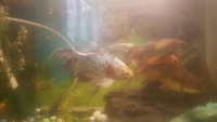6 to 8 inch 15-Black and 15-White Spotted Gold fish