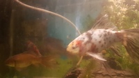 6 to 8 inch 15-Black and 15-White Spotted Gold fish