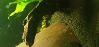 Synodontis Catfish x 2 - 4-6 inches - £38 for both
