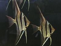 Orinoco Altum Angel Fish. 5 x F1 £250