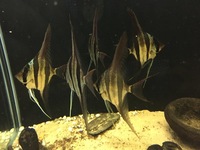 Orinoco Altum Angel Fish. 5 x F1 £250