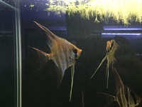 Orinoco Altum Angel Fish. 5 x F1 £250