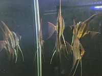 Orinoco Altum Angel Fish. 5 x F1 £250