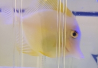 Marine fish sale... sold....