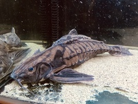 22” megladoras uranoscopus cheap