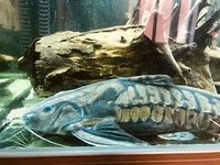 22” megladoras uranoscopus cheap