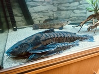 22” megladoras uranoscopus cheap