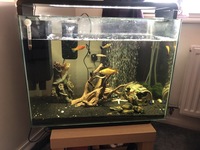 100litre aquarium Filter, pump,excellent condition INC fish
