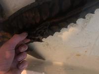 22” megladoras uranoscopus cheap