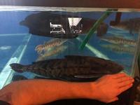 22” megladoras uranoscopus cheap