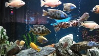 Complete 300L Malawi Cichlid Aquarium with extras, smart lighting etc