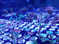 SPS Coral Frags Acro - Monti + more