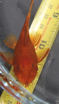 Super Red Bristlenose Pleco young male available
