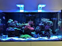Livestock with matured corals in EA Reefpro 1200s 