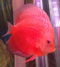 Plymouth Discus, Quality Discus At The Lowest Possible Prices.