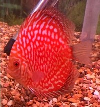Plymouth Discus, Quality Discus At The Lowest Possible Prices.