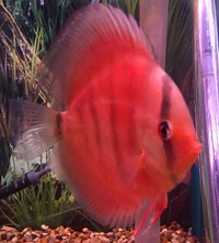 Plymouth Discus, Quality Discus At The Lowest Possible Prices.
