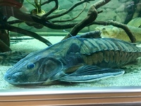 22” megladoras uranoscopus cheap
