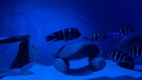 Stunning F1 Moba Frontosa (Cyphotilapia Gibberosa Blue Zaire)