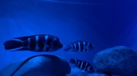 Stunning F1 Moba Frontosa (Cyphotilapia Gibberosa Blue Zaire)