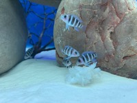 Stunning F1 Moba Frontosa (Cyphotilapia Gibberosa Blue Zaire)