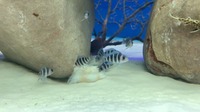 Stunning F1 Moba Frontosa (Cyphotilapia Gibberosa Blue Zaire)