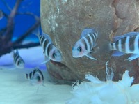 Stunning F1 Moba Frontosa (Cyphotilapia Gibberosa Blue Zaire)
