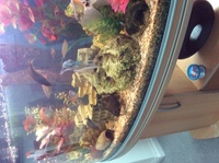 Rena fish tank