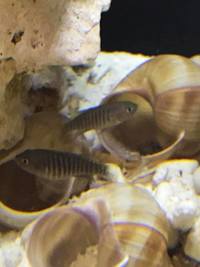 Breeding colony of neolamprologus multifasciatus