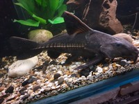 Ripsaw catfish ( Oxydoras niger ) 12/13 inches £80
