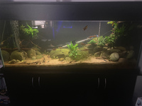 25% OFF (5FT) 60x24x18 Aquarium + Lots of Livestock, Bog wood, Dragon Stone & More