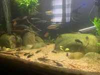25% OFF (5FT) 60x24x18 Aquarium + Lots of Livestock, Bog wood, Dragon Stone & More