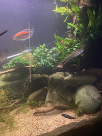 25% OFF (5FT) 60x24x18 Aquarium + Lots of Livestock, Bog wood, Dragon Stone & More