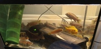 11 Cichlids for Sale in Romford