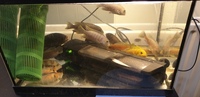 11 Cichlids for Sale in Romford