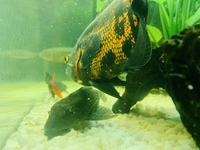 2x Red tiger Oscar Cichlids for sale 6 and 8 inch