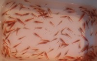 Twenty red cherry shrimps in Brighouse, J25 M62