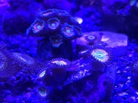 High end zoas