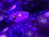 High end zoas
