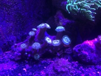 High end zoas
