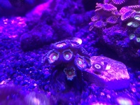 High end zoas