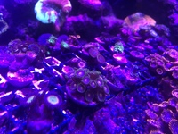 High end zoas