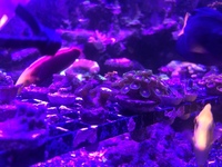 High end zoas